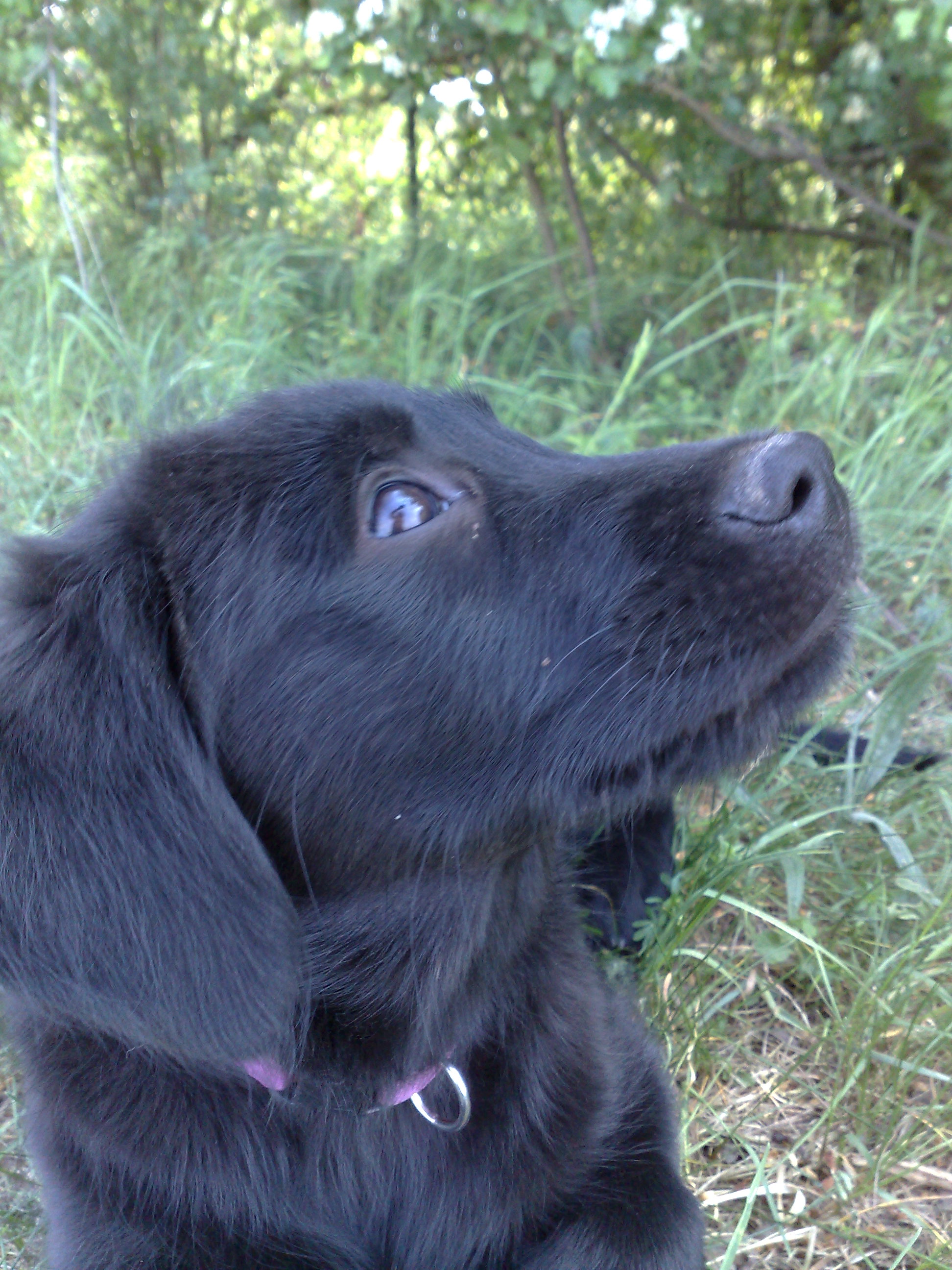 Amy (Golden Retriever, Groenendael) Golden Retriever Groenendael 